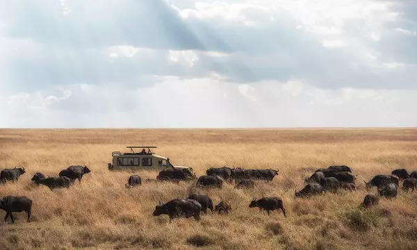 6-day Serengeti wildebeest migration safari tour package