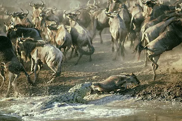 7-Day Serengeti Migration Safari Package: Wildebeest Crossing the Mara River