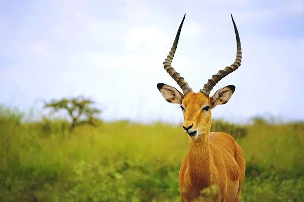 A 2-day Tanzania safari tour package to Tarangire and Ngorongoro Crater