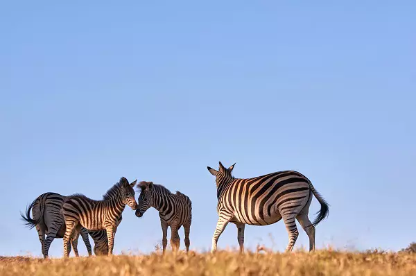 4-day Tanzania safari tour package