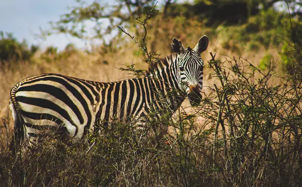 5-day Tanzania safari tour package